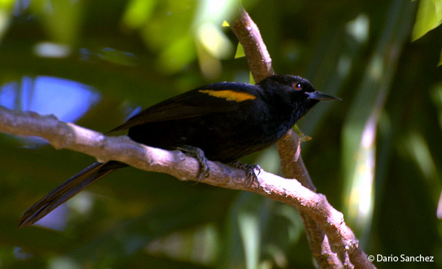 epaulet oriole