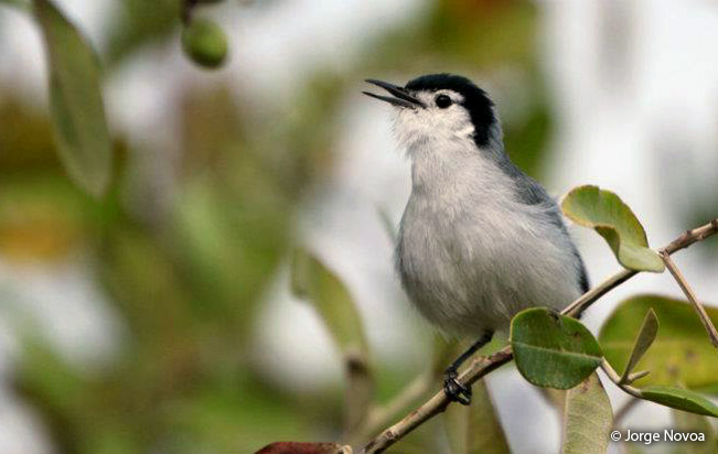 tropical gnatcatcher