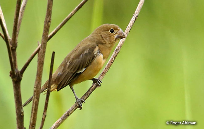 large-billed_seed-finch
