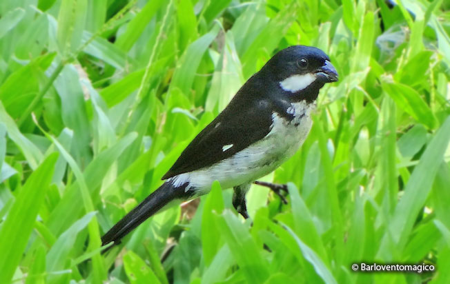 lesson's_seedeater