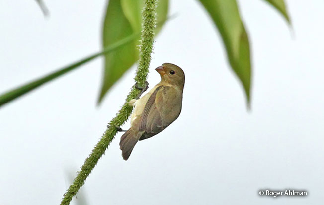 lesson's_seedeater