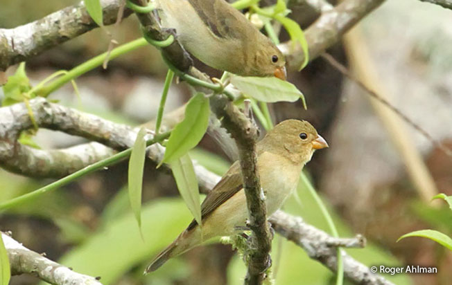lesson's_seedeater