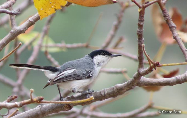 tropical gnatcatcher