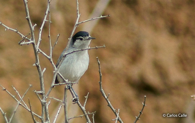 tropical gnatcatcher