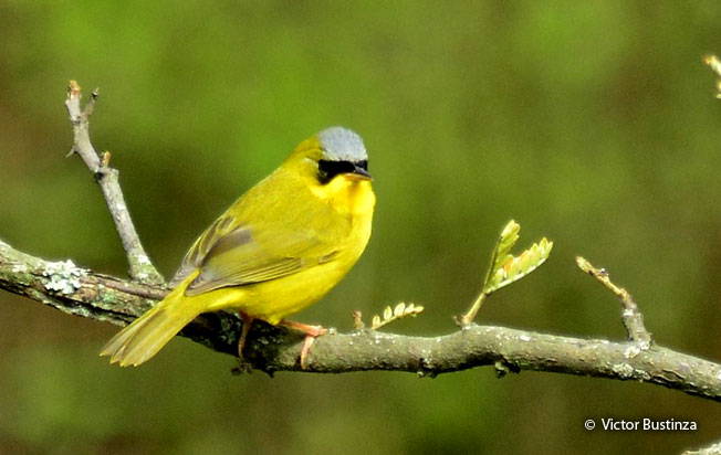 masked-yellowthroat