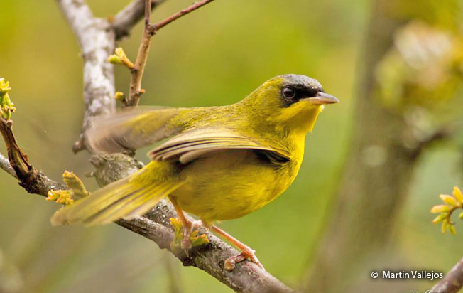 masked-yellowthroat