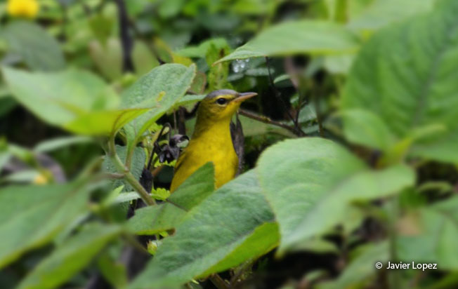 masked-yellowthroat