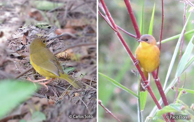 masked-yellowthroat