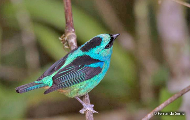 metallic-green_tanager