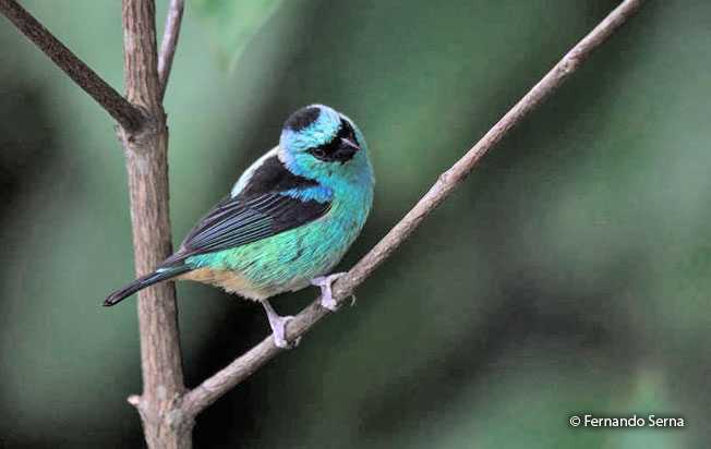 metallic-green_tanager