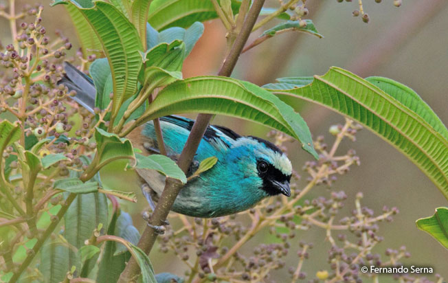 metallic-green_tanager
