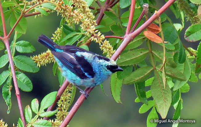 metallic-green_tanager