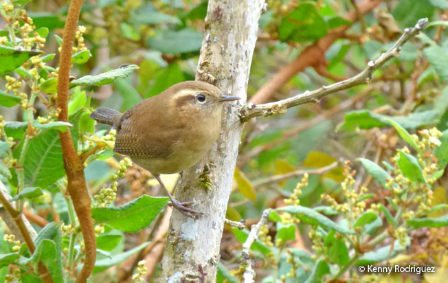 mountain_wren