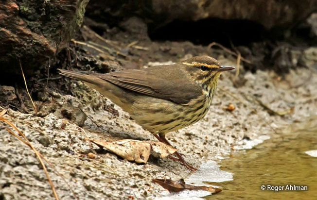 northern_waterthrush
