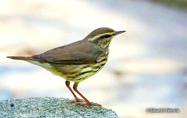 northern_waterthrush