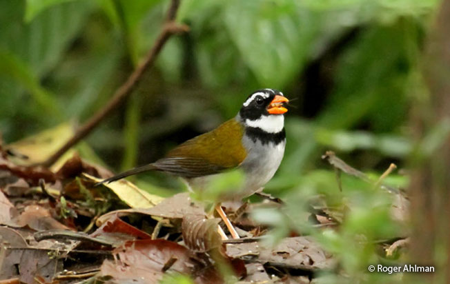 orange-billed-sparrow