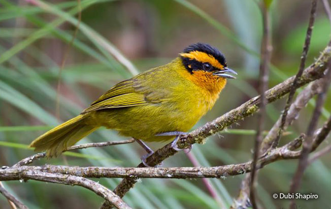 orange-browed_hemispingus