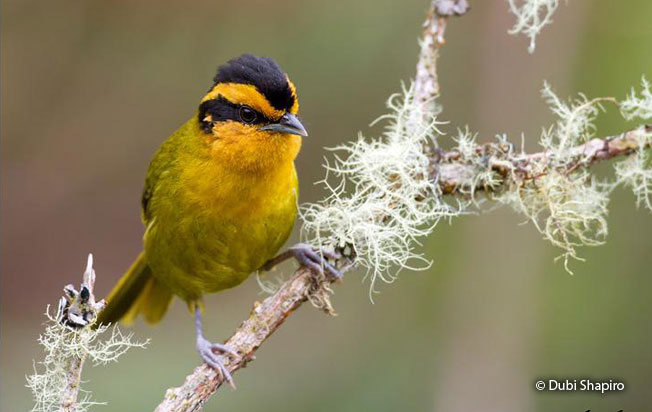 orange-browed_hemispingus