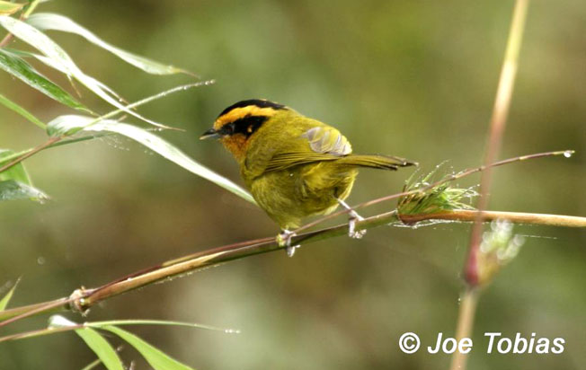 orange-browed_hemispingus