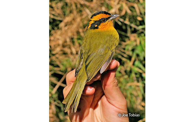 orange-browed_hemispingus