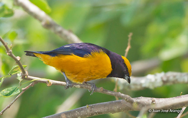 orange-crowned_euphonia