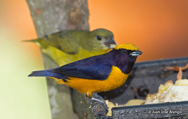 orange-crowned_euphonia
