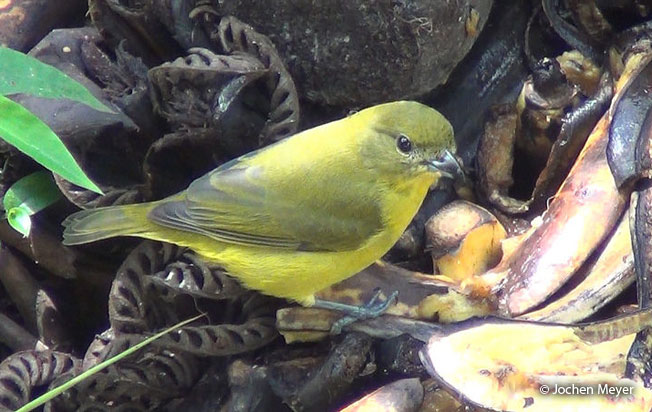 orange-crowned_euphonia