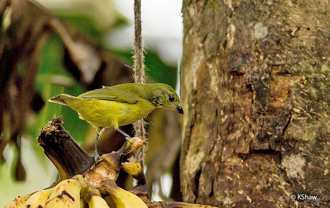 orange-crowned_euphonia