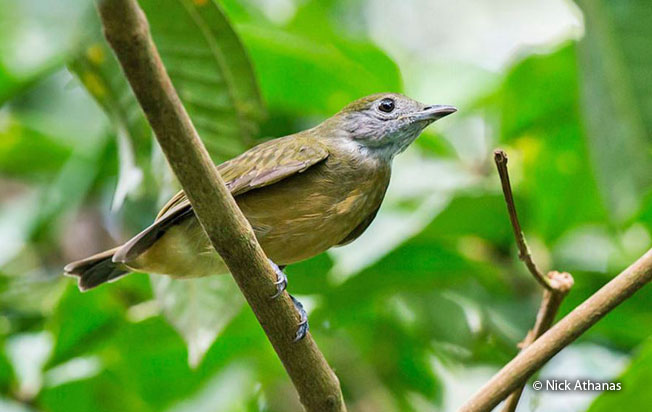 orange-crowned_manakin