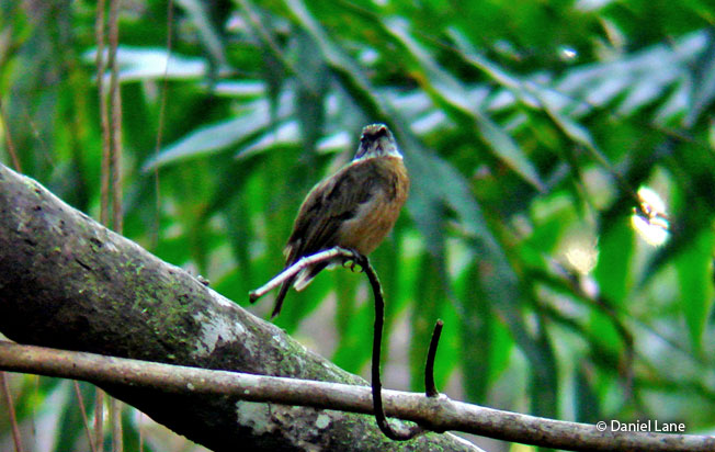 orange-crowned_manakin