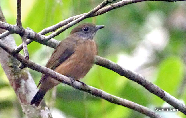 orange-crowned_manakin