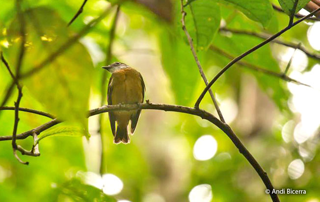 orange-crowned_manakin