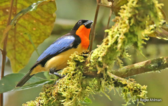 orange-throated_tanager