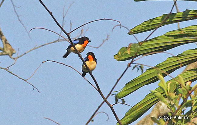 orange-throated_tanager