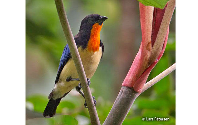 orange-throated_tanager
