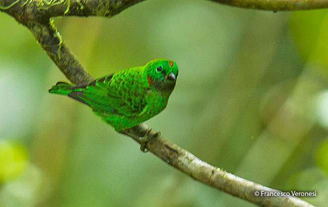 orange_eared_tanager