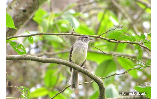 pacific-elaenia