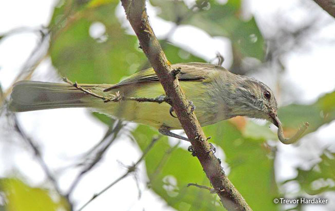 pacific-elaenia