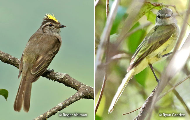 pacific-elaenia