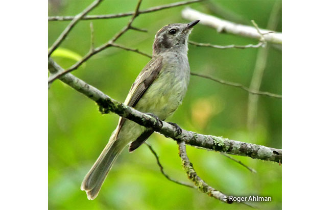 pacific-elaenia