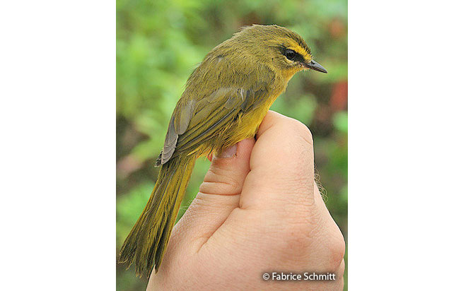 pale-legged_warbler