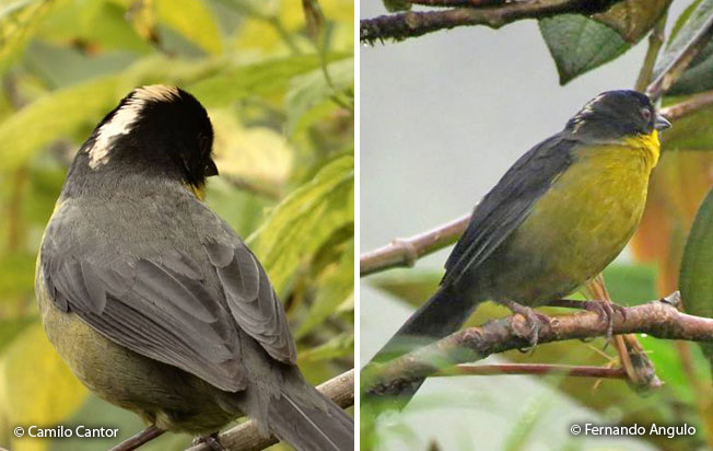 pale-naped-brush-finch