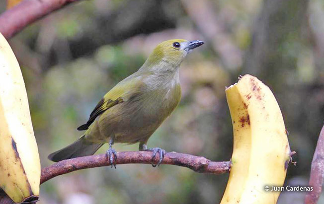 palm_tanager