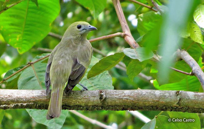 palm_tanager