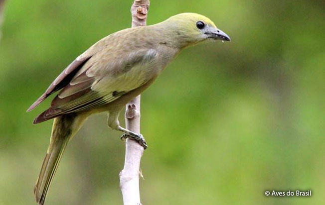 palm_tanager