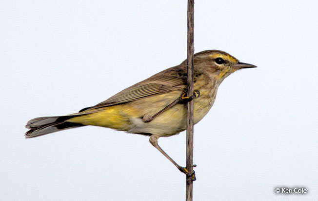 palm_warbler