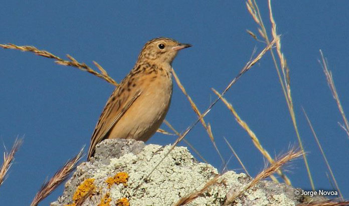 paramo_pipit