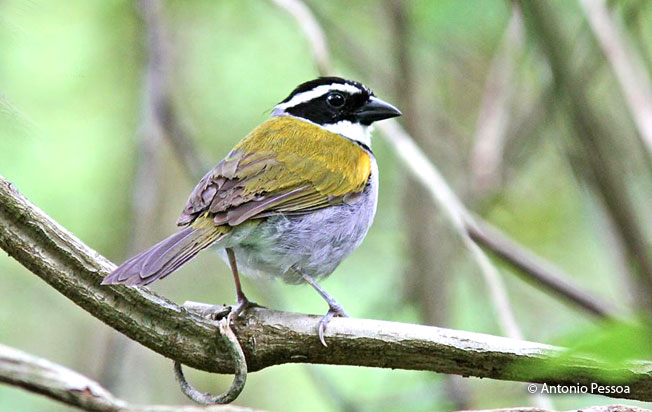 perctoral_sparrow