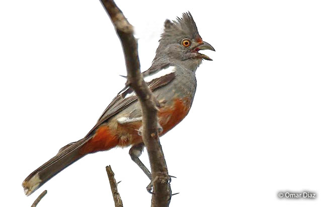 peruvian_plantcutter