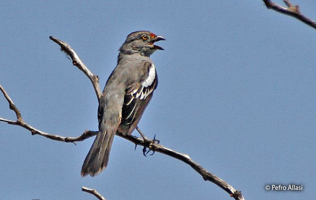 peruvian_plantcutter